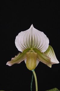 Paphiopedilum Friedrich Mellin Canaima's Green Surprise AM 81 pts.